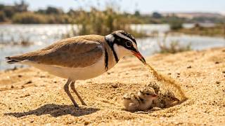 The Bird That Hides Its Babies in Sand: Egyptian Plover Life Cycle Revealed