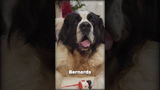Saint Bernard or Moscow Watchdog