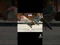 Nama Ayam Bali 