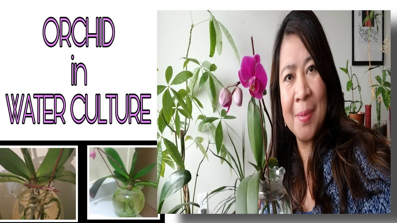 ORCHID IN WATER CULTURE WITH A PLANTLINER MOM