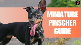 Miniature Pinscher | Dog Breed Facts and Information