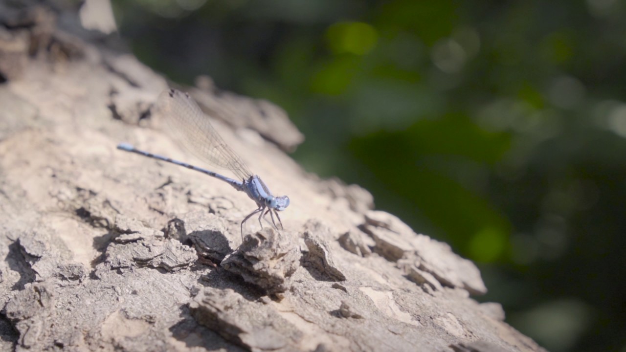Dragonfly Eating Mosquito YouTube