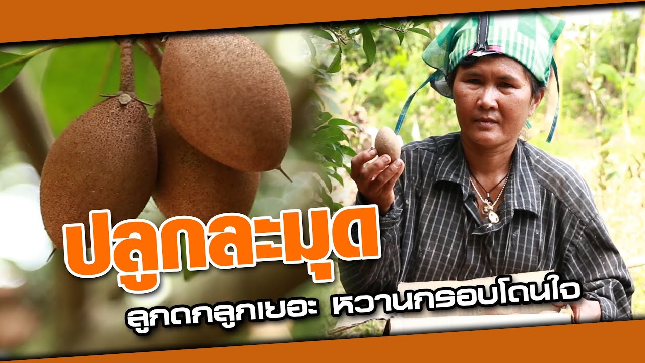 ละมุดพารวย ปลูกน้อยกำไรดี ลูกออกเต็มต้น | เกษตรรวย