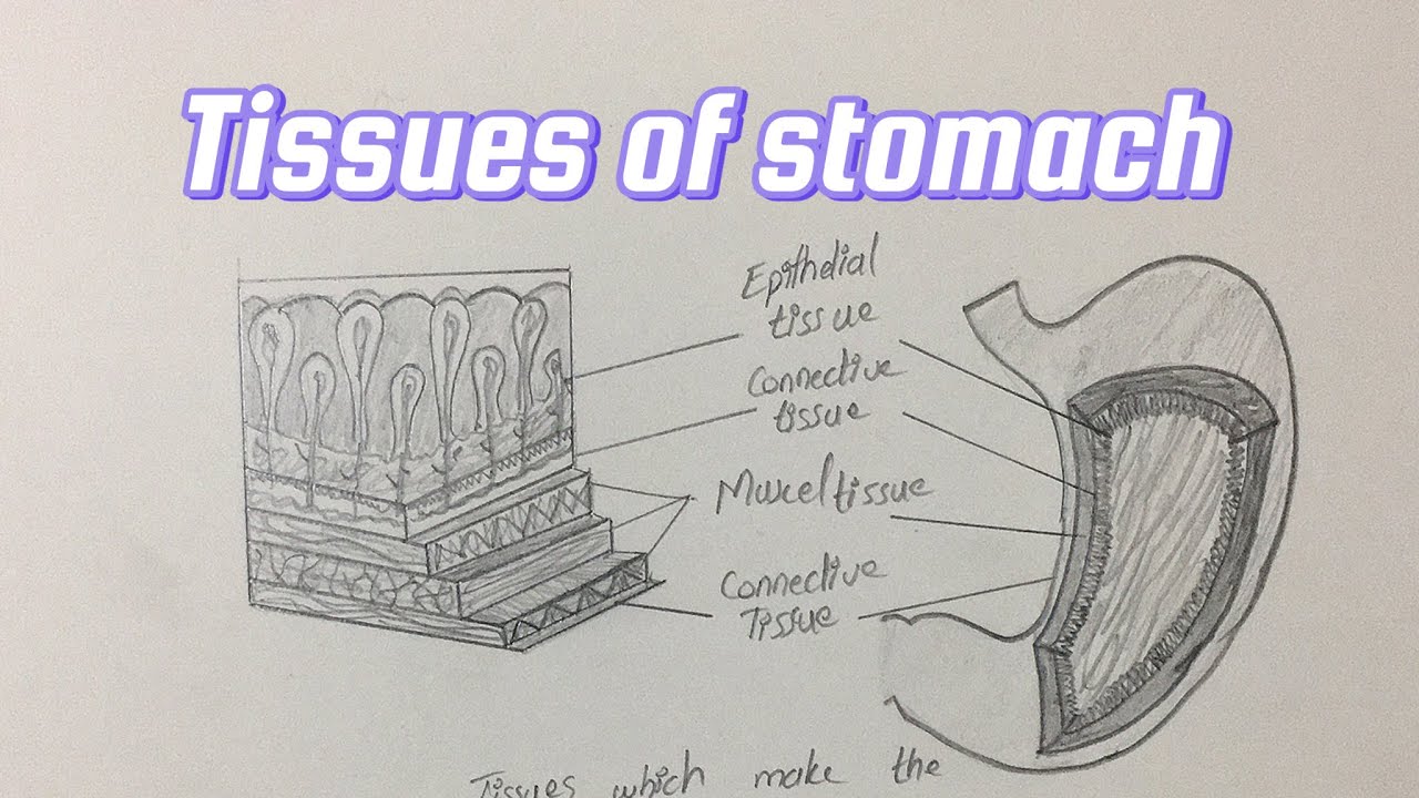 Tissues which makes the stomach organ