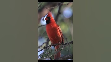 burung kardinal merah dialam liar
