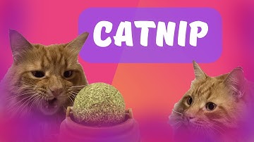Catnip Cat Reaction 🤪 🙀 Catnip Ball