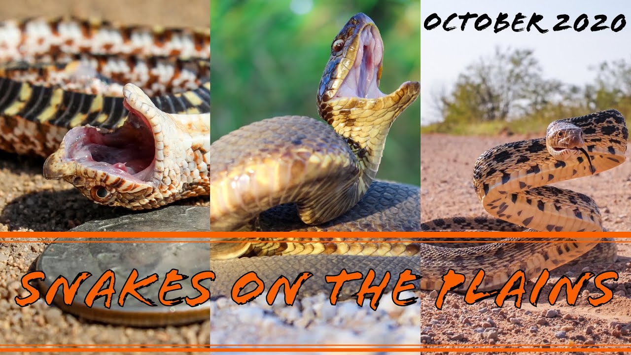 Snakes on the Plains - Hogtober!!