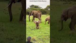 #elephant #cuteanimal #adorably #animals #adoreble #cute#cutemammal #funny #babyanimal #babyelephant