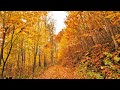 Relaxing Virtual Drive Around Incredible Autumn Forest Full Of Colours