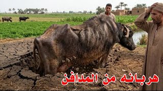 جاموسه هربانه لقينها طالعه من الترب وعايزه نص طن علف علشان تعيش