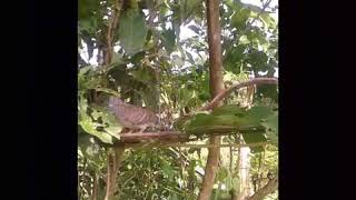 Download Lagu Pikat Merbuk KG Suara (RARE) MP3