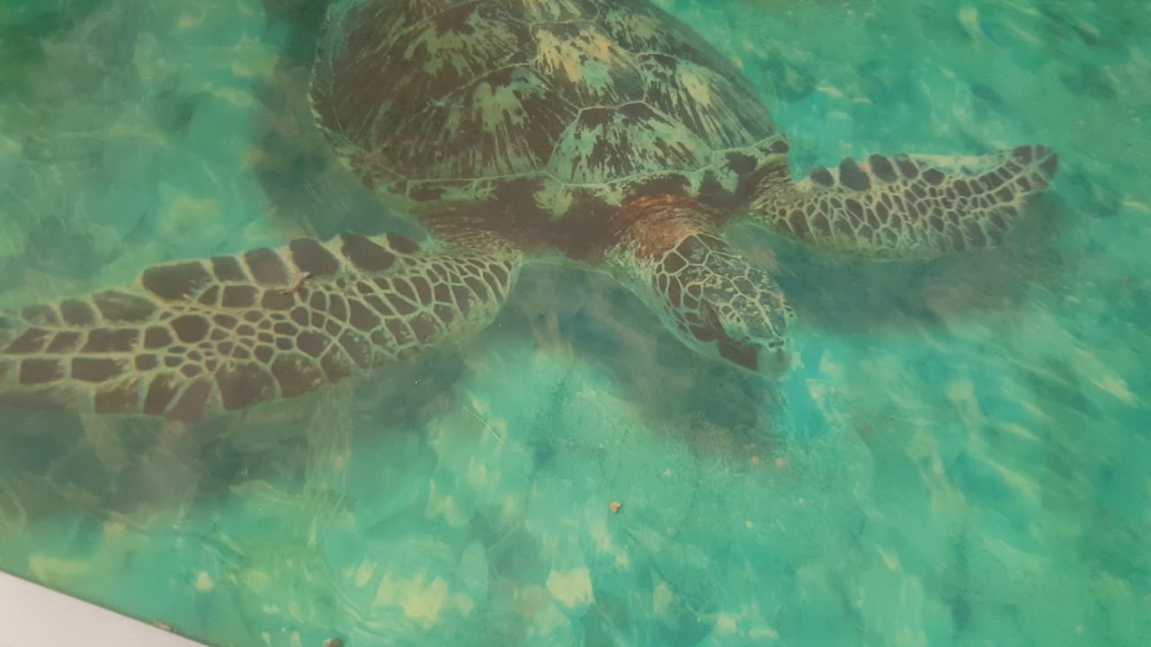 3D podovi uživo - www.3d-podovi.rs