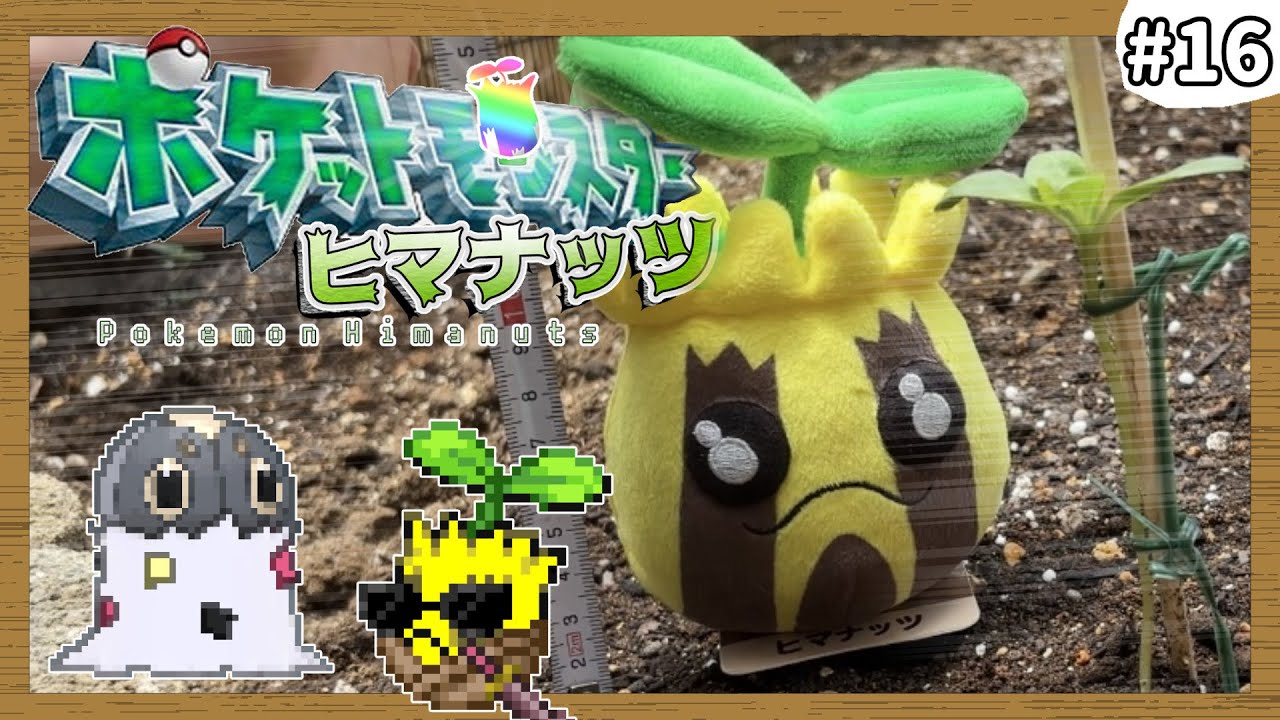 ポケモンXY】ヒマナッツがひんしになる度に『現実で向日葵を育てる縛り