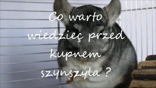 Co warto wiedzieć przed kupnem szynszyla ?