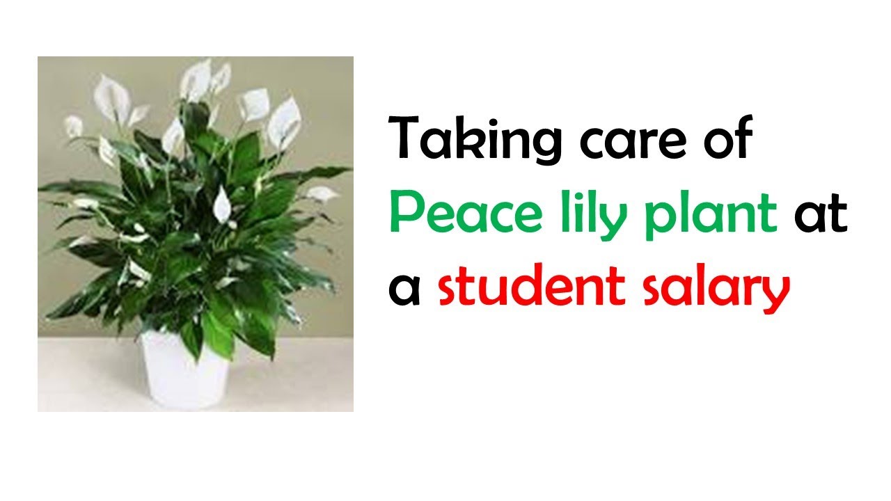 How to take care of peace lily at a student budget - YouTube