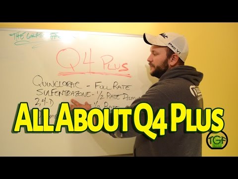 All About Q4 Plus - The Grass Factor