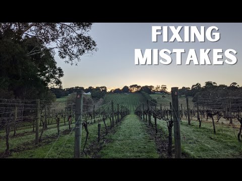 Reworking Grape Vines Pruning Older Canes To Produce a Healthy Crop