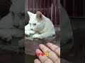 Pussy Cat 🫶❤️ #shorts #short #youtubeshorts #shortsfeed #cat #love #viral #pussycat#trending#youtube