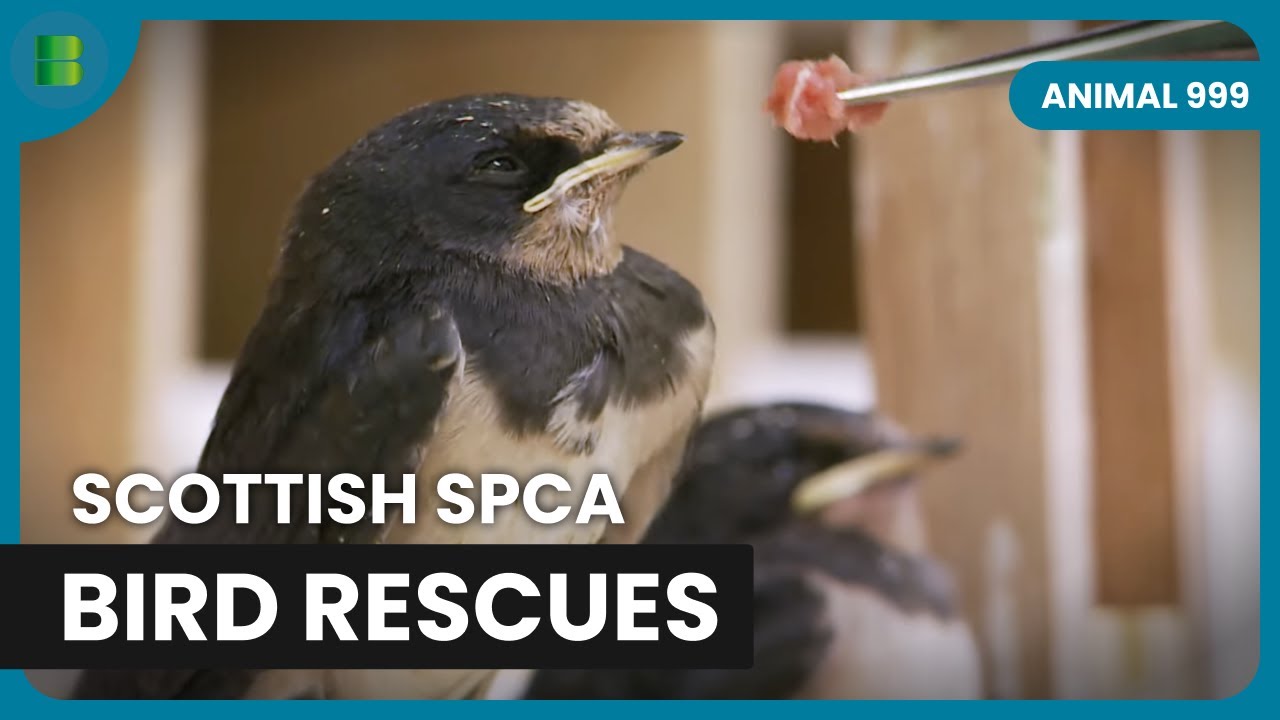 Scottish SPCA Rescues Pets - Animal 999