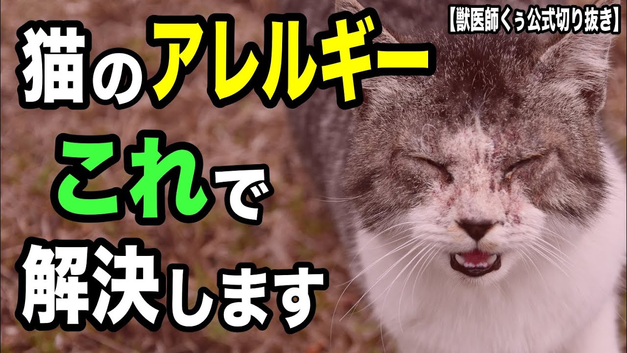 ねこアレルギー アレルギーの猫の食事法を獣医師が解説します【獣医師くぅ公式切り抜き