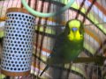 おしゃべりインコ ポニョ☆ 8