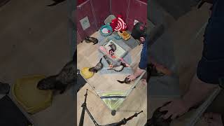 Life With 4 Ferrets - LIVE
