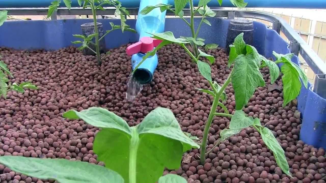 Aquaponics vs Hydroponics - YouTube