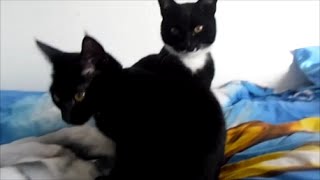 1000 Follower Special Q&A