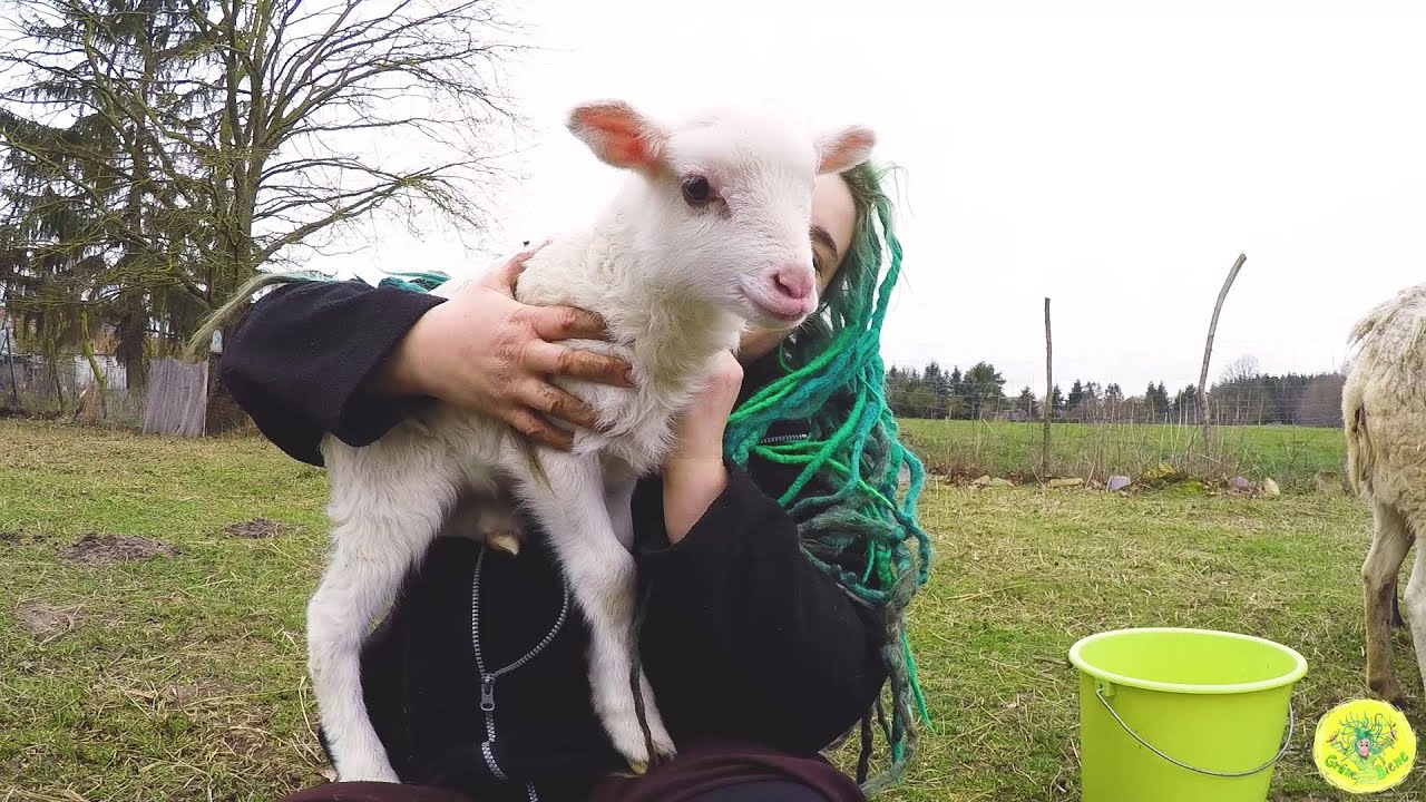 #5 Den Frühling einläuten - Uhren und Schafe umstellen
