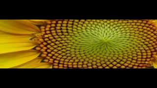 Emapp - Executive Master In Applied Positive Psychology