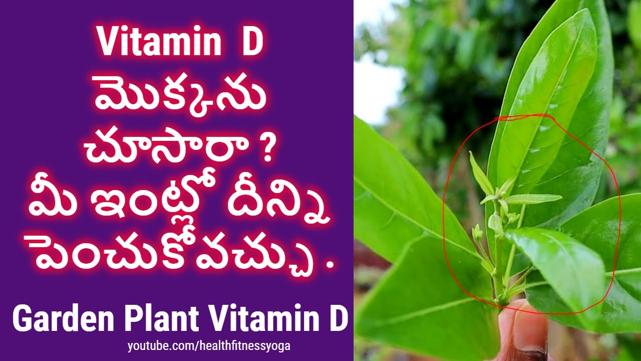 vitamin D Plant Garden plants and vitamin D plant medicinal plant