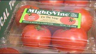 Chicago's Best Tomato: MightyVine