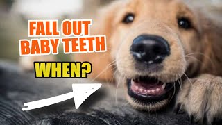 🦷 When Do Dogs' BABY TEETH Fall Out? 🐶