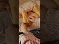 Moonlit Care · Slow Brushing &amp; Soft Whispers