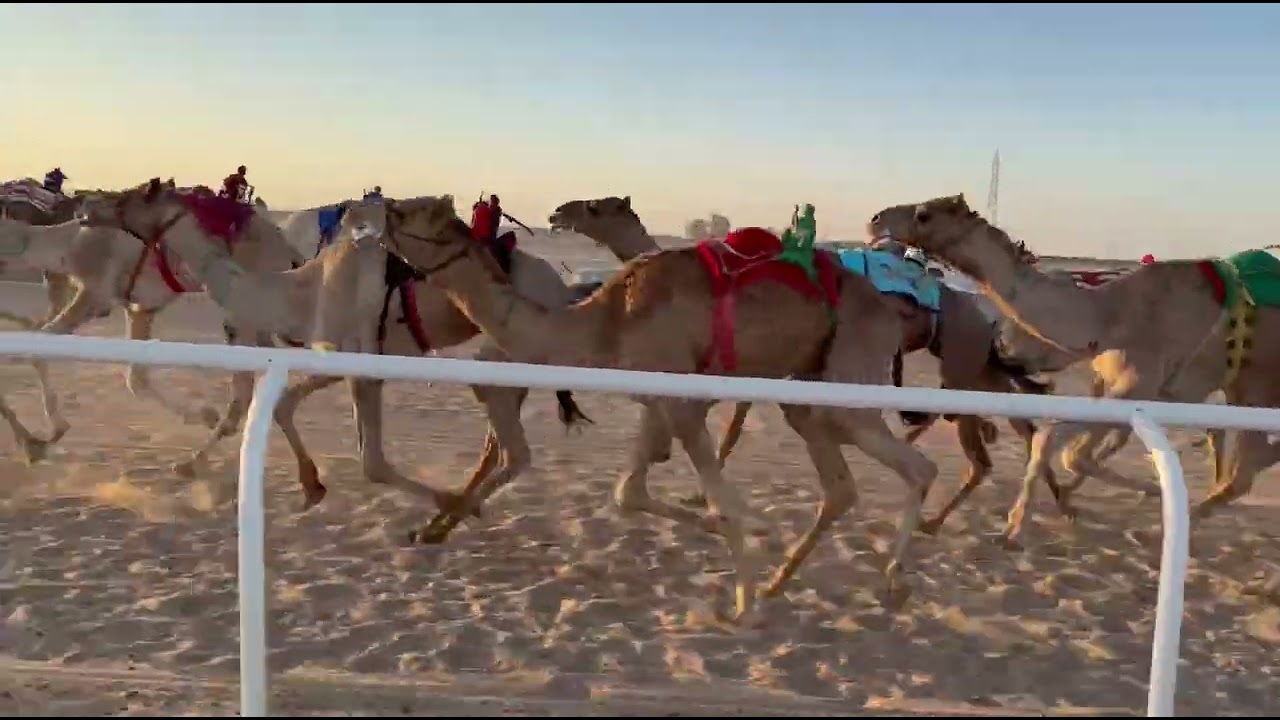 الشوط الثاني قعدان ثنايا رئيسي  العنيد لــ أحمد محمد العطوي  التوقيت10:32