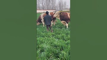 I paired this one at the beginning and I paired it again for the second nest338