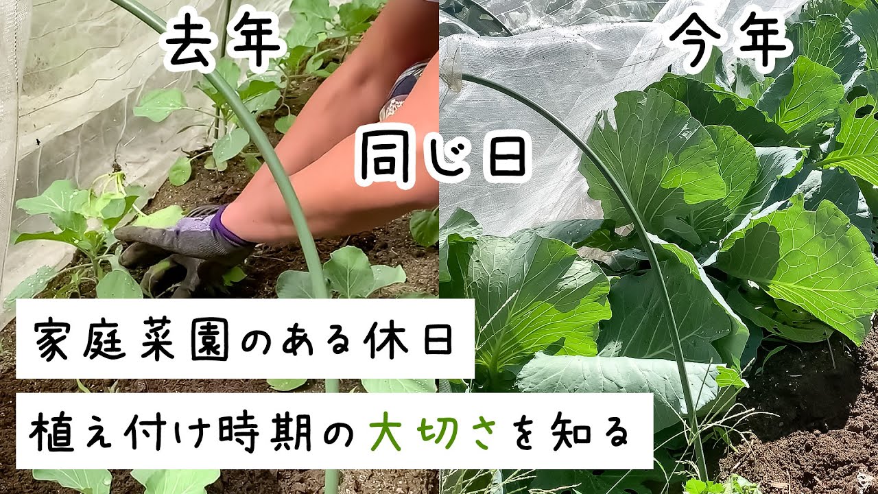 家庭菜園 今さら知る 植え付け時期ってとっても大切 Youtube