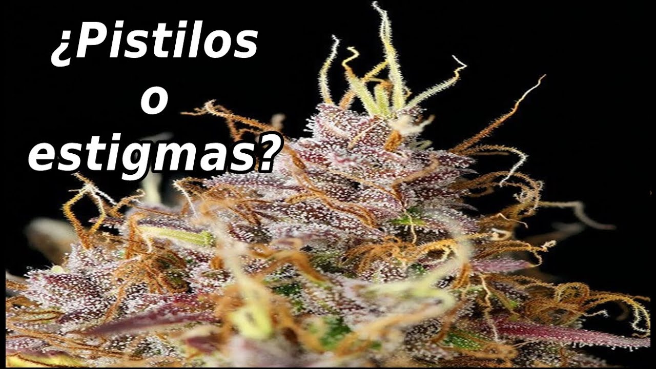 LA IMPORTANCIA DE LOS PISTILOS EN EL CULTIVO  