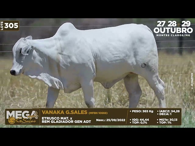 LOTE 305   MFBN 10666