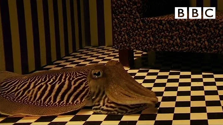 Can Cuttlefish camouflage in a living room? | Richard Hammond's Miracles of Nature - BBC - DayDayNews