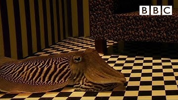 Can Cuttlefish camouflage in a living room? | Richard Hammond