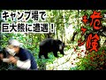 キャンプ場で巨大熊に遭遇！軽トラキャンパー24時 大ピンチ！