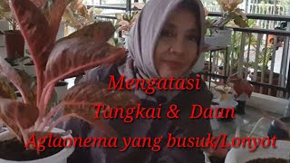 Mengatasi Tangkai & Daun Aglaonema Yang Busuk/Lonyot