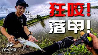 【FishingShare】养殖场狂咬！海鲢狂炸水还有野生石甲！Farm Frenzy! TARPON TOPWATER EXPLODE and Wild SIAKAP!