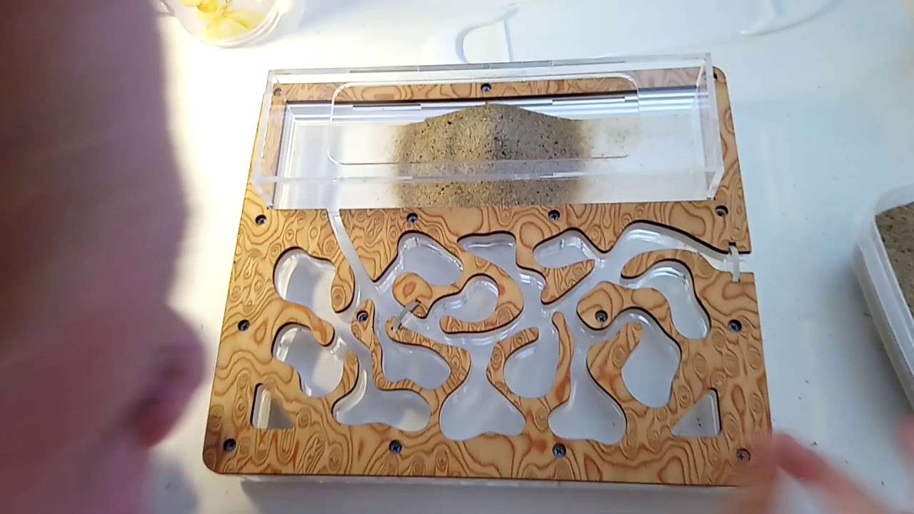 Как нарисовать муравьиную ферму с муравьями