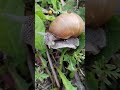 This Tiny Animal Sleeps for YEARS! 🤯 🐌 #shorts