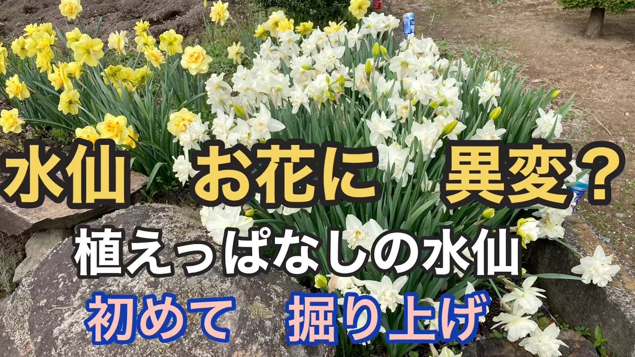 植えっぱなしの水仙に 異変 初めて掘り上げ Youtube