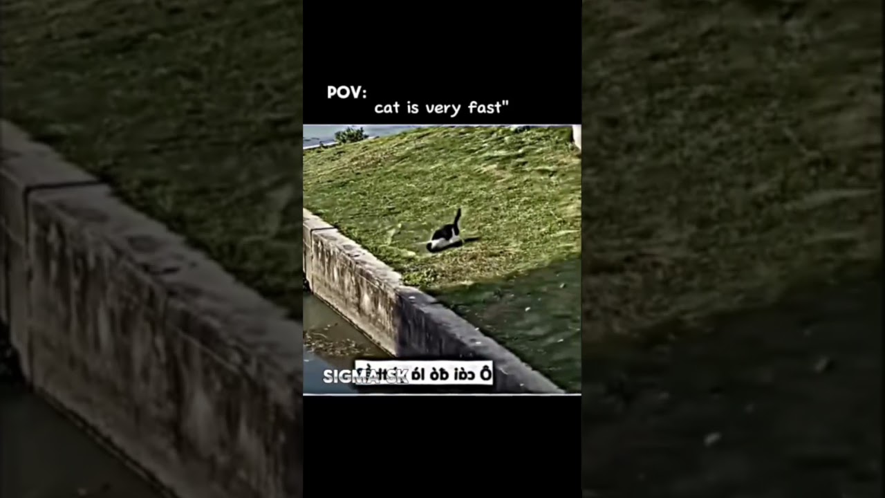 Pov: Cat is very fast 🥵 Cat sigma 🗿🗿 🥶 