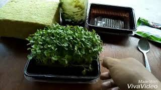 Membuat MICROGREENS DENGAN MUDAH DAN MURAH