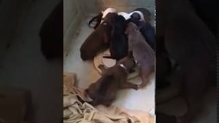 11 Pit Bull Puppies Two Days Old